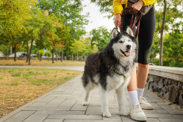 Pet ownership and companionship, woman walking with siberian husky dog in park during summer, active lifestyle and animal care in urban environment © Pixel-Shot