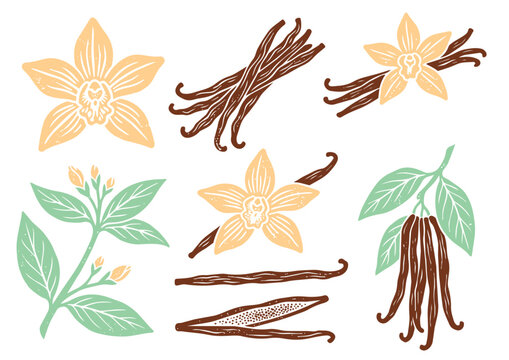 Vanilla Vector Illustration Set for Dessert Ingredient, Flavor and Botanical Design／バニラ・スイーツ素材・植物モチーフのベクターイラストセット