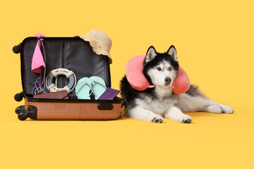 Travel vacation and pet friendly tourism, husky dog with neck pillow and open suitcase packed with summer accessories on a yellow background © Pixel-Shot