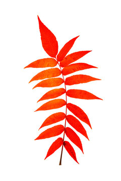 vibrant red autumn leaf of staghorn sumac with serrated leaflets isolated on white background