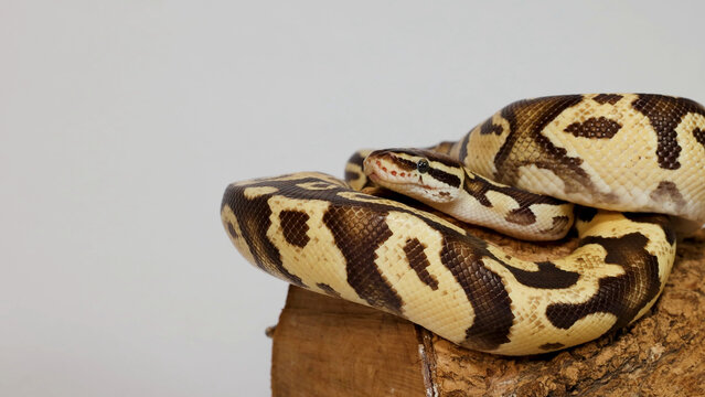 Ball Python Resting Coiled on a Wooden Log in Studio
