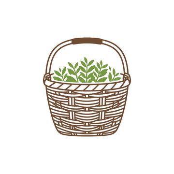 A hand drawn illustration of a woven wicker basket filled with fresh green leaves.