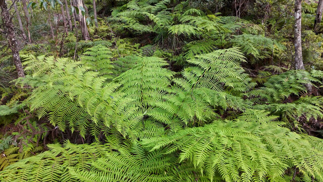 Lush Green Fern Fronds Growing on Forest Floor