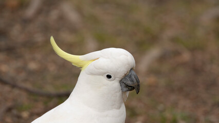 Profile Close-Up of a Wild Sulphur-Crested Cockatoo © blueringmedia