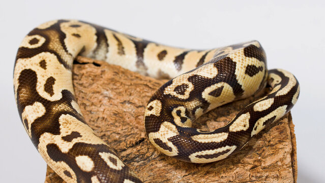 Close-Up of Coiled Ball Python Resting on Wooden Perch