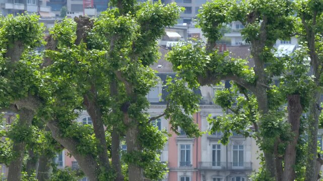 Green Pollarded Plane Trees in Front of European City Architecture