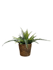 Potted artificial fern plant in a woven basket isolated on black background. © jeletot
