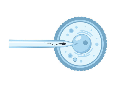 Sperm Fertilization Process Showing Sperm Cell Approaching Human Egg Cell Anatomy