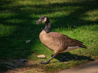 A Canada goose walks across green grass with its beak open © Cam