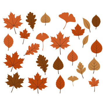 Collection of various colorful autumn leaves isolated on a white background.