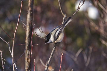 A Black-capped Chickadee in a Tree © RiMa Photography