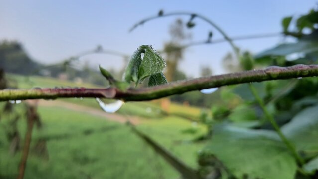 Fresh green leaf with a clear water drop on a tree branch in the garden