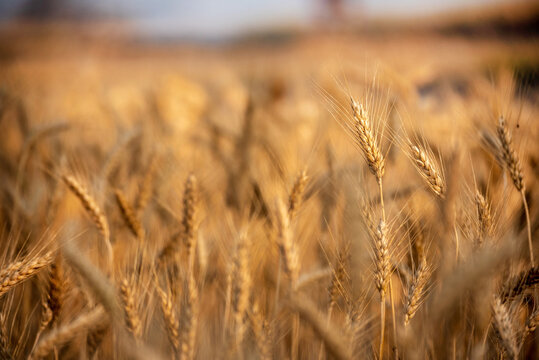 Ripe barleys on evening sunset. Dry barley golden field pasture farmland. Barley wheat agriculture field ingredient for bread grain cultivated in produce agricultural. cultivated natural farmland