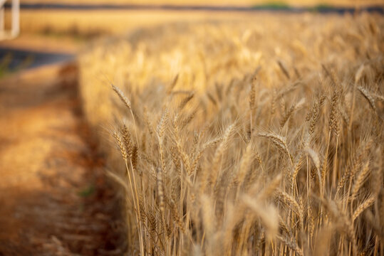 Ripe barleys on evening sunset. Dry barley golden field pasture farmland. Barley wheat agriculture field ingredient for bread grain cultivated in produce agricultural. cultivated natural farmland