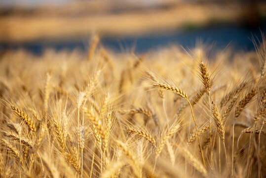 Ripe barleys on evening sunset. Dry barley golden field pasture farmland. Barley wheat agriculture field ingredient for bread grain cultivated in produce agricultural. cultivated natural farmland