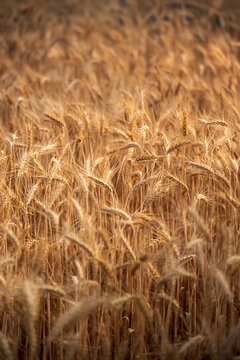 Vertical Dry barley golden field pasture farmland. Ripe barleys on evening sunset. Vertical Barley wheat agriculture field ingredient for bread grain ripe agricultural. cultivated natural farmland