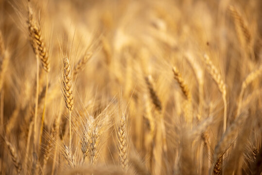 Dry barley golden field pasture farmland. Barley wheat agriculture field ingredient for bread grain cultivated in produce agricultural. Ripe barleys on evening sunset. cultivated natural farmland
