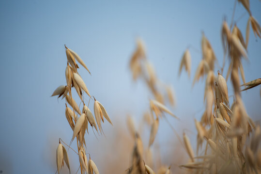 Dry barley golden field pasture farmland. Barley wheat agriculture field ingredient for bread grain cultivated in produce agricultural. Ripe barleys on evening sunset. cultivated natural farmland