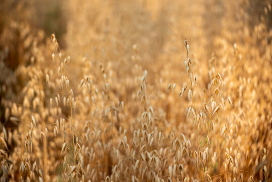Ripe barleys on evening sunset. Dry barley golden field pasture farmland. Barley wheat agriculture field ingredient for bread grain cultivated in produce agricultural. cultivated natural farmland