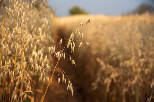 Ripe barleys on evening sunset. Dry barley golden field pasture farmland. Barley wheat agriculture field ingredient for bread grain cultivated in produce agricultural. cultivated natural farmland