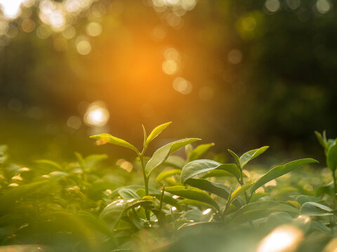 Fresh young tender bud herbal farm on summer morning. Sunlight Green tea tree plant. Green tea tree leaves camellia sinensis in organic farm sunlight. Close up Tree tea plant green nature in