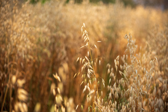 Dry barley golden field pasture farmland. Barley wheat agriculture field ingredient for bread grain cultivated in produce agricultural. Ripe barleys on evening sunset. cultivated natural farmland