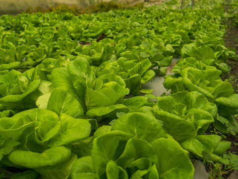 Cabbage green salad hydroponic cultivate farm. Green flower leaf texture plant background Cabbage head chlorophyll leaves vein. fresh organic hydroponic vegetable green oak lettuce salad eco Farm