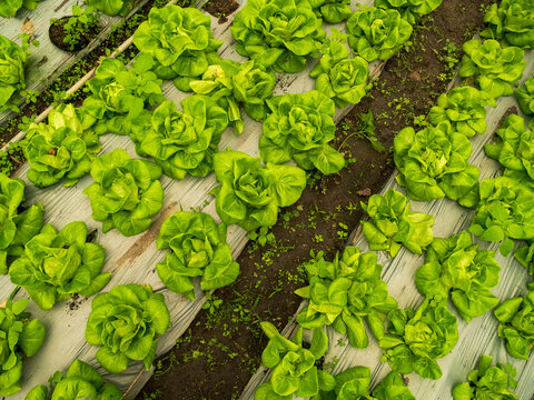 Cabbage green salad hydroponic cultivate farm. Green flower leaf texture plant background Cabbage head chlorophyll leaves vein. fresh organic hydroponic vegetable green oak lettuce salad eco Farm