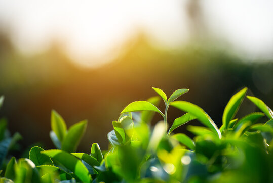 Sunlight Green tea tree leaves field Fresh young tender bud herbal in farm on summer morning landscape. Green tea tree plant camellia sinensis in organic farm background. Black tea terrace field