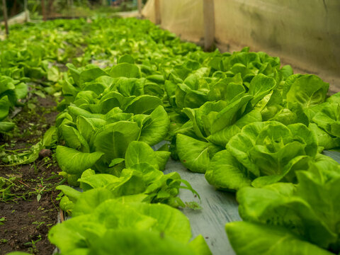 Cabbage green salad hydroponic cultivate farm. Green flower leaf texture plant background Cabbage head chlorophyll leaves vein. fresh organic hydroponic vegetable green oak lettuce salad eco Farm