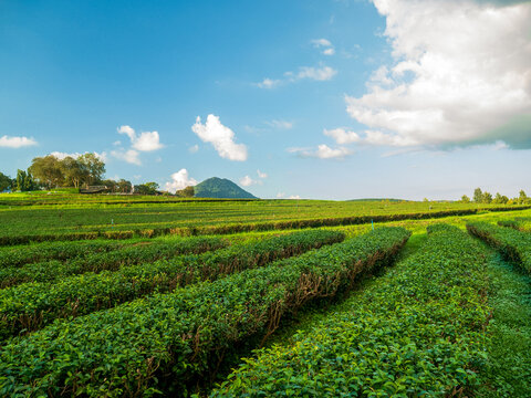 Fresh young tender bud herbal farm on summer morning. Sunlight Green tea tree plant. Green tea tree leaves camellia sinensis in organic farm sunlight. Close up Tree tea plant green nature in