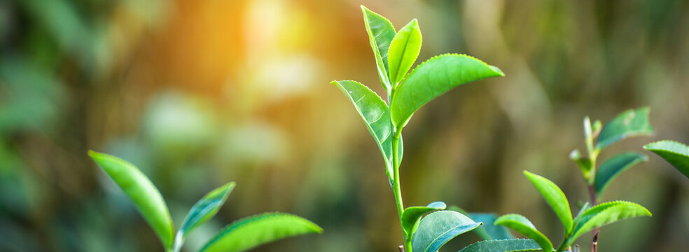 Banner Green tea tree field sunlight garden agriculture. Panorama Fresh young tender bud herbal farm in morning. Banner Green tea tree leaves camellia sinensis herb with copy space