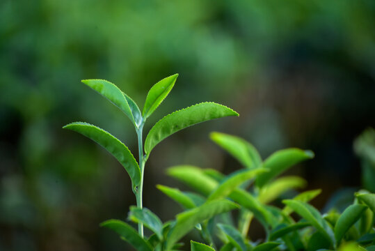 Green tea tree in farm. Close up Tree tea plant green nature in morning. Tree tea plantations in morning sun light. Drinking organic relax. plantations morning sun light. Freshness herbal natural