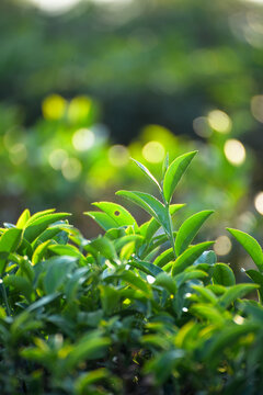 Vertical tea organic Green tree in farm. Green tea tree Flower fresh leaves in eco herbal farm. Vertical Flower black tea tree herbal natural garden farmland. Vertical plant nature farmland