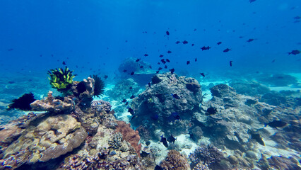 A rocky coral reef teeming with dark fish in clear blue water. Lush underwater vegetation and sandy patches create a vibrant marine habitat. © Houston