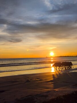 Silhouetted water buffaloes walk along a serene sandy beach during a dramatic, golden sunset with reflection on the ocean water and glowing clouds in the sky.