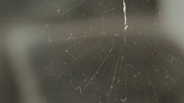 Macro close up of intricate spider web pattern woven with silk threads against dark blurred background