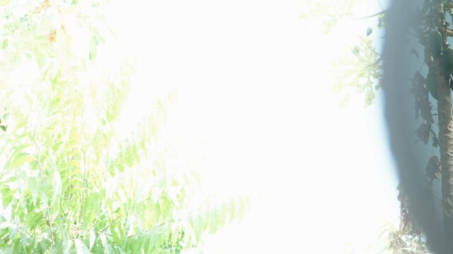 Outdoor practical demonstration comparing overexposed sky and foliage view with neutral density ND lens filter effect showing light control