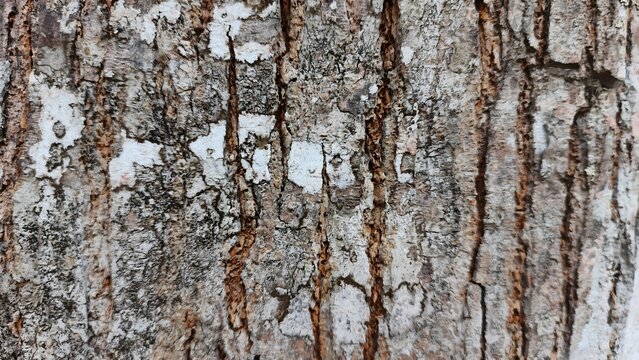 tree bark texture