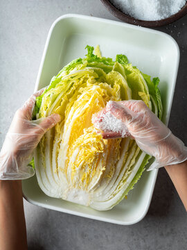 hands in plastic gloves salting and brining fresh napa cabbage in a white tray for making Kimchi