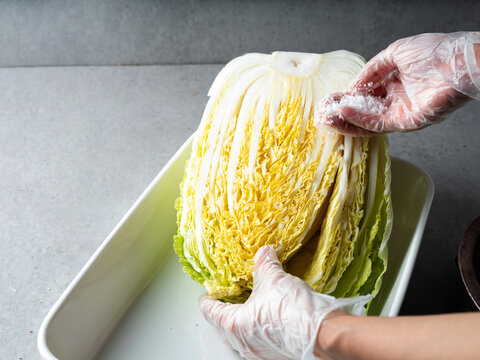 hands in plastic gloves salting and brining fresh napa cabbage in a white tray for making Kimchi
