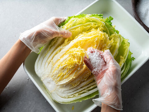 hands in plastic gloves salting and brining fresh napa cabbage in a white tray for making Kimchi