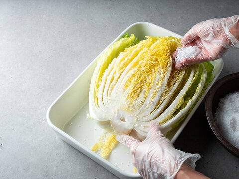 hands in plastic gloves salting and brining fresh napa cabbage in a white tray for making Kimchi