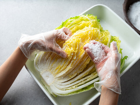 hands in plastic gloves salting and brining fresh napa cabbage in a white tray for making Kimchi