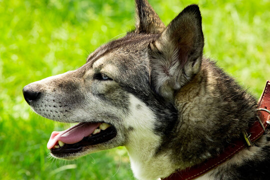 Side profile of a Siberian Husky dog with distinct thick fur, erect ears, and a slightly open mouth revealing teeth and tongue. The dog wears a brown collar and stands against a blurred green grassy b
