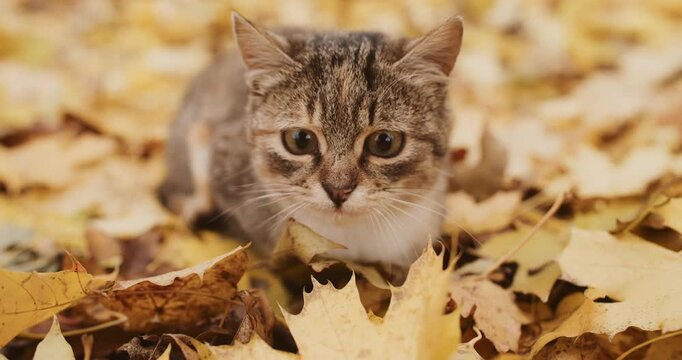 Cat walking. Autumn mood. Curious tabby kitten in park in beautiful golden yellow color leaves on blurred natural background. Majestic and gorgeous day.