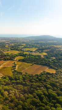 Aerial view of the vineyards and dense pine forests of Gigaro, with the Mediterranean coastline in the distance in La Croix-Valmer, Provence-Alpes-Cote d'Azur, France.