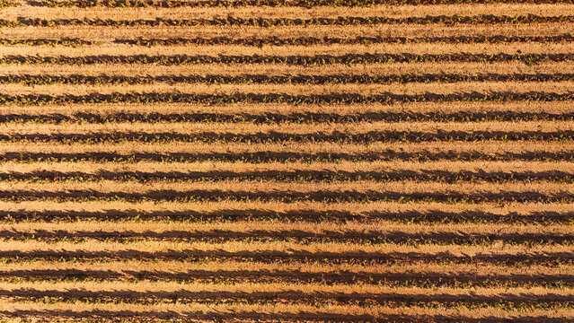 Aerial view of the Gigaro vineyard with neatly aligned rows of vines casting long shadows in the golden hour light in La Croix-Valmer, Provence-Alpes-Cote d'Azur, France.