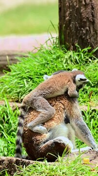 Side view of a lemur carrying its offspring