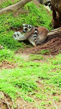  Lemur resting on the grass.